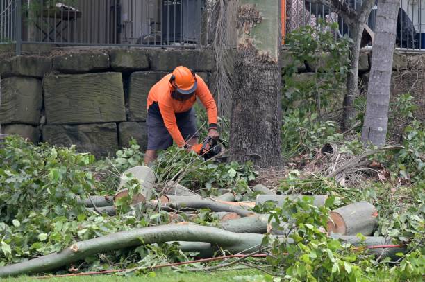 Leaf Removal in Atherton, CA