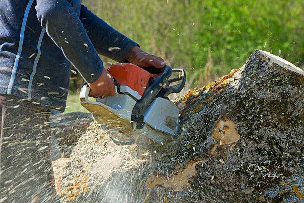 Why Choose Our Tree Removal Services in Atherton, CA?